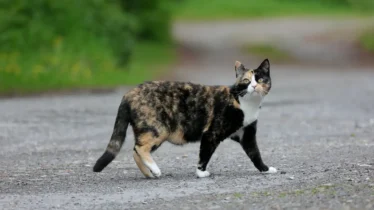 tortoiseshell